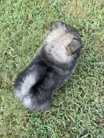 Chase , a male Pomeranian for sale in Trussville, AL – 8 of 10