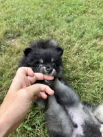 Sky, a female Pomeranian for sale in Trussville, AL – 7 of 10