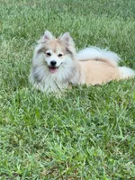 Rubble , a male Pomeranian for sale in Trussville, AL – 8 of 10