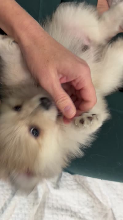 Rubble , a male Pomeranian for sale in Trussville, AL – 7 of 10