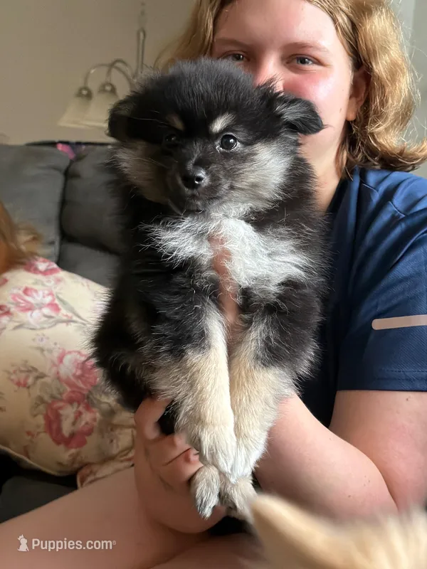 Heather – Pomeranian puppy for sale in Trussville, AL