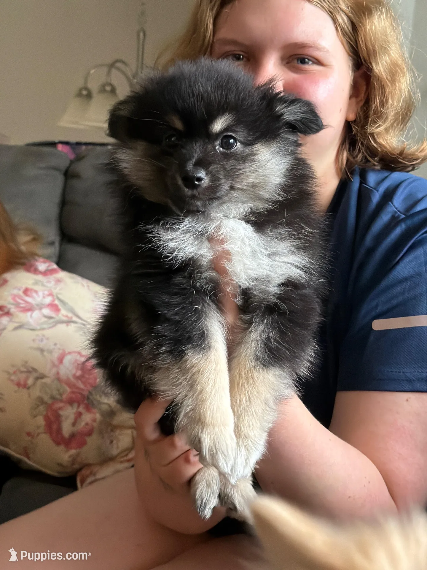 Heather, a female Pomeranian for sale in Trussville, AL – 1 of 8