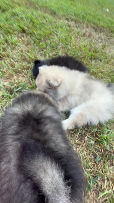 Rubble , a male Pomeranian for sale in Trussville, AL – 5 of 10