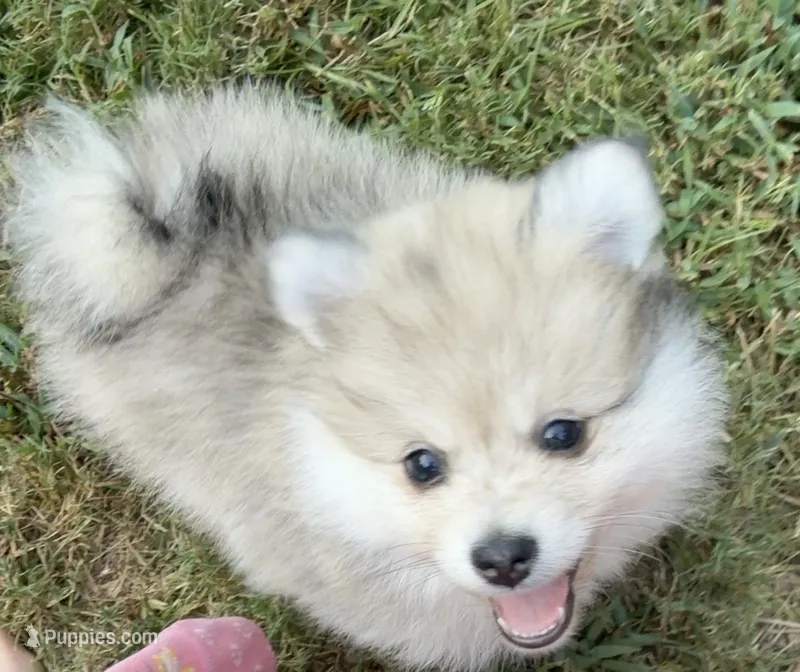 Rubble  – Pomeranian puppy for sale in Trussville, AL