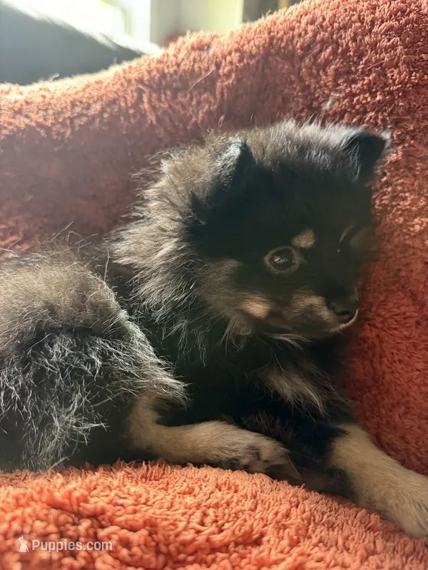 Sky – Pomeranian puppy for sale in Trussville, AL