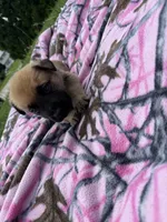 Gray, a male German Shepherd Dog and English Mastiff for sale in Davenport, IA – 4 of 6