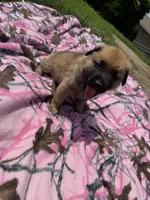 Chonkers, a male German Shepherd Dog and English Mastiff for sale in Davenport, IA – 2 of 3