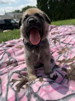 Blue, a male German Shepherd Dog and English Mastiff for sale in Davenport, IA – 6 of 7