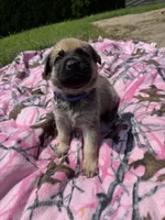 Blue, a male German Shepherd Dog and English Mastiff for sale in Davenport, IA – 7 of 7