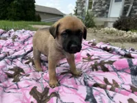 Gray, a male German Shepherd Dog and English Mastiff for sale in Davenport, IA – 2 of 6