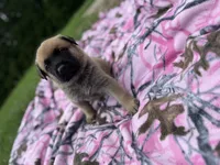 Black, a male German Shepherd Dog and English Mastiff for sale in Davenport, IA – 4 of 9