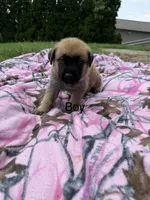 Black, a male German Shepherd Dog and English Mastiff for sale in Davenport, IA – 1 of 9