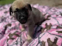 Blue, a male German Shepherd Dog and English Mastiff for sale in Davenport, IA – 4 of 7