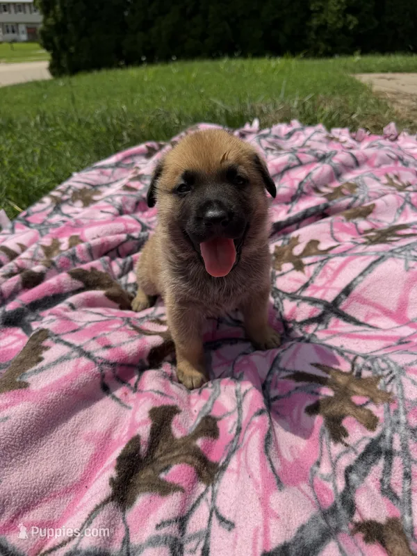 Chonkers – German Shepherd Dog, English Mastiff puppy for sale in Davenport, IA