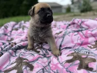 Black, a male German Shepherd Dog and English Mastiff for sale in Davenport, IA – 6 of 9