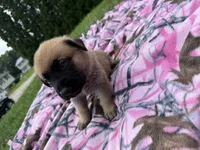 Black, a male German Shepherd Dog and English Mastiff for sale in Davenport, IA – 5 of 9