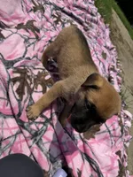 Pink, a female German Shepherd Dog and English Mastiff for sale in Davenport, IA – 2 of 5