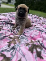 Black, a male German Shepherd Dog and English Mastiff for sale in Davenport, IA – 2 of 9