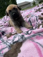 Gray, a male German Shepherd Dog and English Mastiff for sale in Davenport, IA – 5 of 6