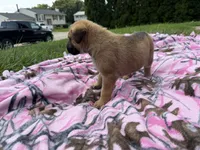 Pink, a female German Shepherd Dog and English Mastiff for sale in Davenport, IA – 4 of 5