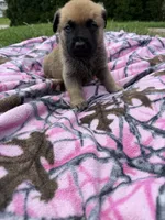 Gray, a male German Shepherd Dog and English Mastiff for sale in Davenport, IA – 3 of 6