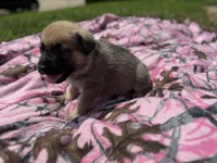 Blue, a male German Shepherd Dog and English Mastiff for sale in Davenport, IA – 5 of 7