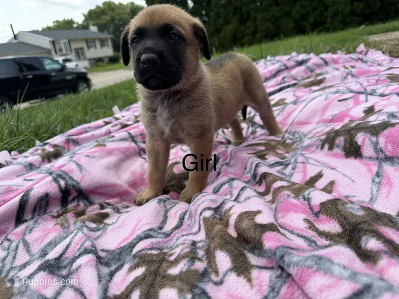 Pink – German Shepherd Dog, English Mastiff puppy for sale in Davenport, IA