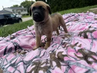 Pink, a female German Shepherd Dog and English Mastiff for sale in Davenport, IA – 1 of 5