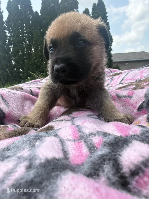 Gray – German Shepherd Dog, English Mastiff puppy for sale in Davenport, IA