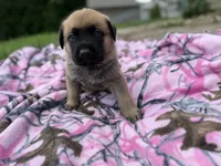Black, a male German Shepherd Dog and English Mastiff for sale in Davenport, IA – 9 of 9