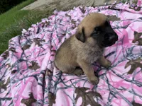 Black, a male German Shepherd Dog and English Mastiff for sale in Davenport, IA – 7 of 9