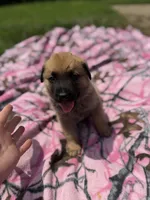 Chonkers, a male German Shepherd Dog and English Mastiff for sale in Davenport, IA – 3 of 3