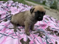 Black, a male German Shepherd Dog and English Mastiff for sale in Davenport, IA – 3 of 9