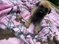 Gray, a male German Shepherd Dog and English Mastiff for sale in Davenport, IA – 6 of 6