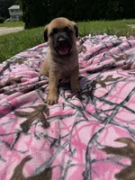 Pink, a female German Shepherd Dog and English Mastiff for sale in Davenport, IA – 3 of 5