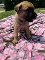 Pink, a female German Shepherd Dog and English Mastiff for sale in Davenport, IA – 5 of 5