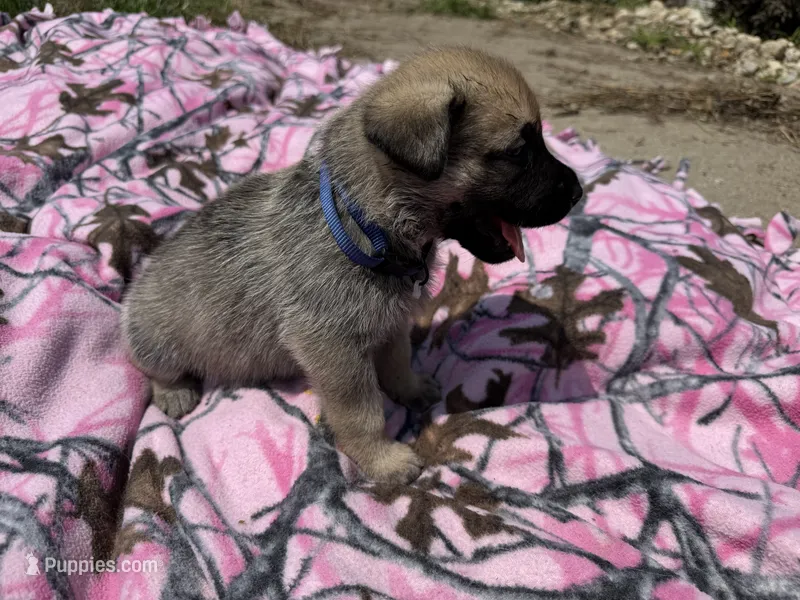 Blue – German Shepherd Dog, English Mastiff puppy for sale in Davenport, IA