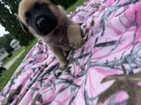 Black, a male German Shepherd Dog and English Mastiff for sale in Davenport, IA – 8 of 9