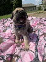 Blue, a male German Shepherd Dog and English Mastiff for sale in Davenport, IA – 3 of 7