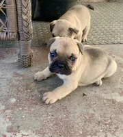 Max, a male French Bulldog for sale in Fresno, CA – Photo 1 of 4