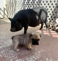 Max, a male French Bulldog for sale in Fresno, CA – Photo 4 of 4