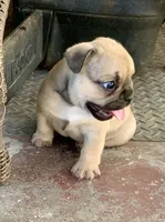 Max, a male French Bulldog for sale in Fresno, CA – Photo 2 of 4