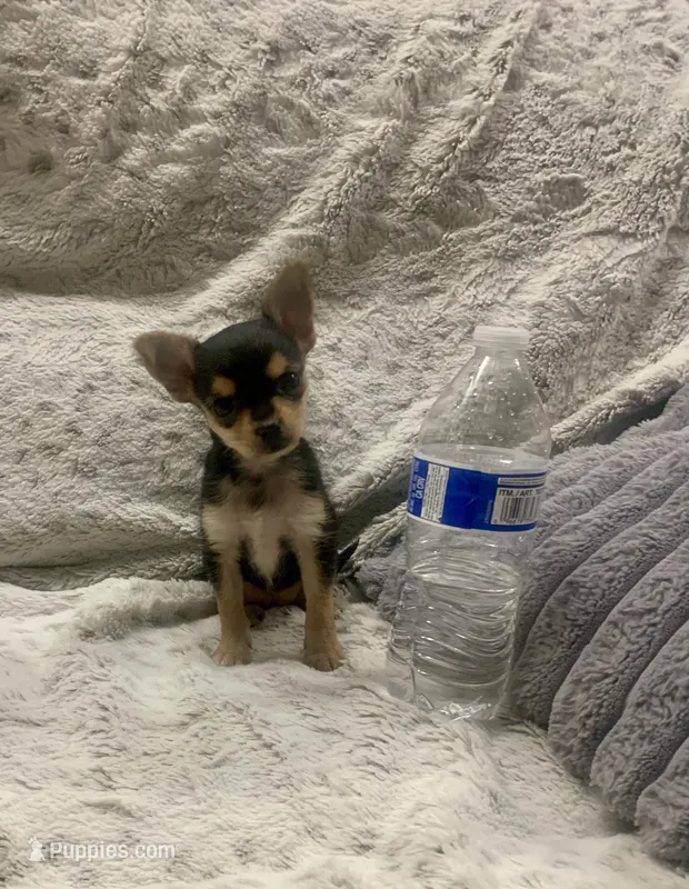 Misty – Yorkshire Terrier, Chorkie puppy for sale in Fresno, CA