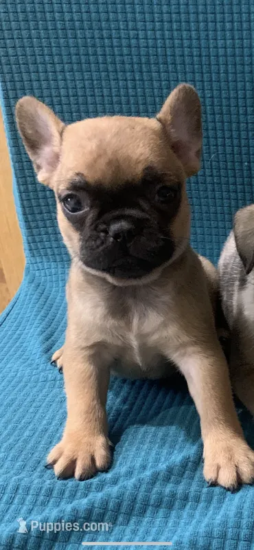 Peanut – French Bulldog, Pug puppy for sale in Fresno, CA