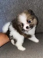 Miko, a male Pomeranian for sale in Fresno, CA – 1 of 2