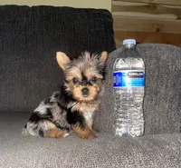 Misty, a female Yorkshire Terrier for sale in Fresno, CA – 3 of 3