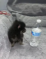 Miko, a male Pomeranian for sale in Fresno, CA – 4 of 6