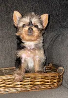 Misty, a female Yorkshire Terrier for sale in Fresno, CA – 2 of 3