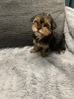 Meeka, a female Yorkshire Terrier for sale in Fresno, CA – Photo 2 of 2