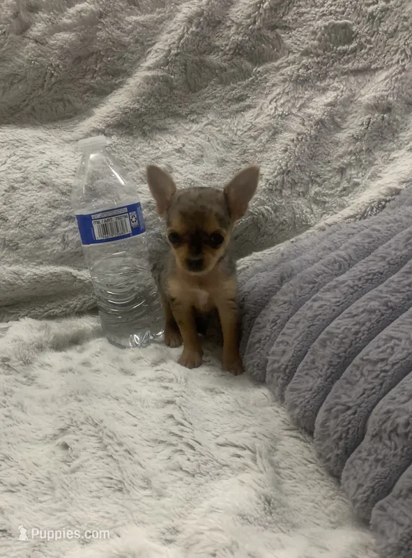 Mini – Yorkshire Terrier, Chorkie puppy for sale in Fresno, CA